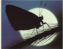 butterfly with moon